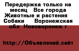 Передержка только на месяц - Все города Животные и растения » Собаки   . Воронежская обл.,Нововоронеж г.